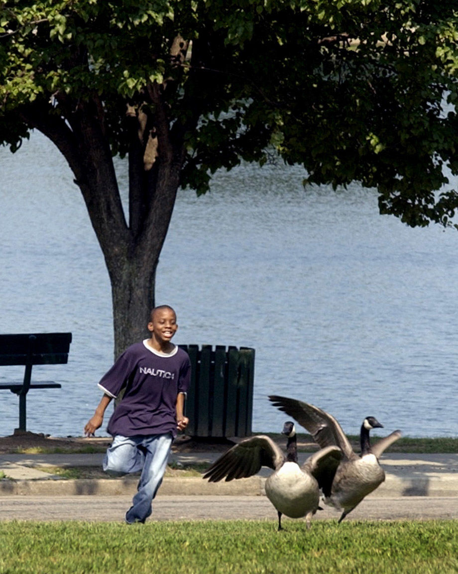 GEESE1